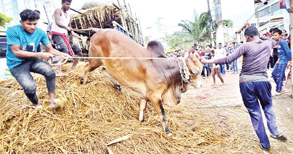 চট্টগ্রামে বেচাকেনা শুরুর দিনে ক্রেতাশূন্য পশুর হাট