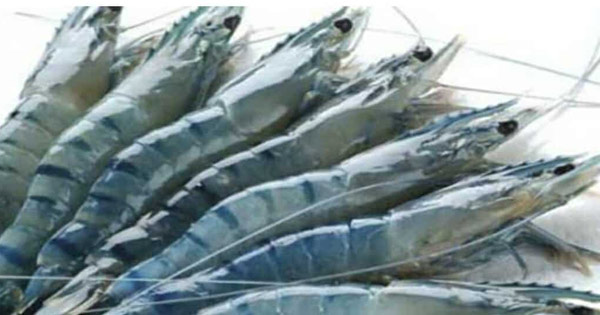 মহেশখালীতে চিংড়িঘেরে ডাকাতির অভিযোগ, মাছ ও মালামাল লুট