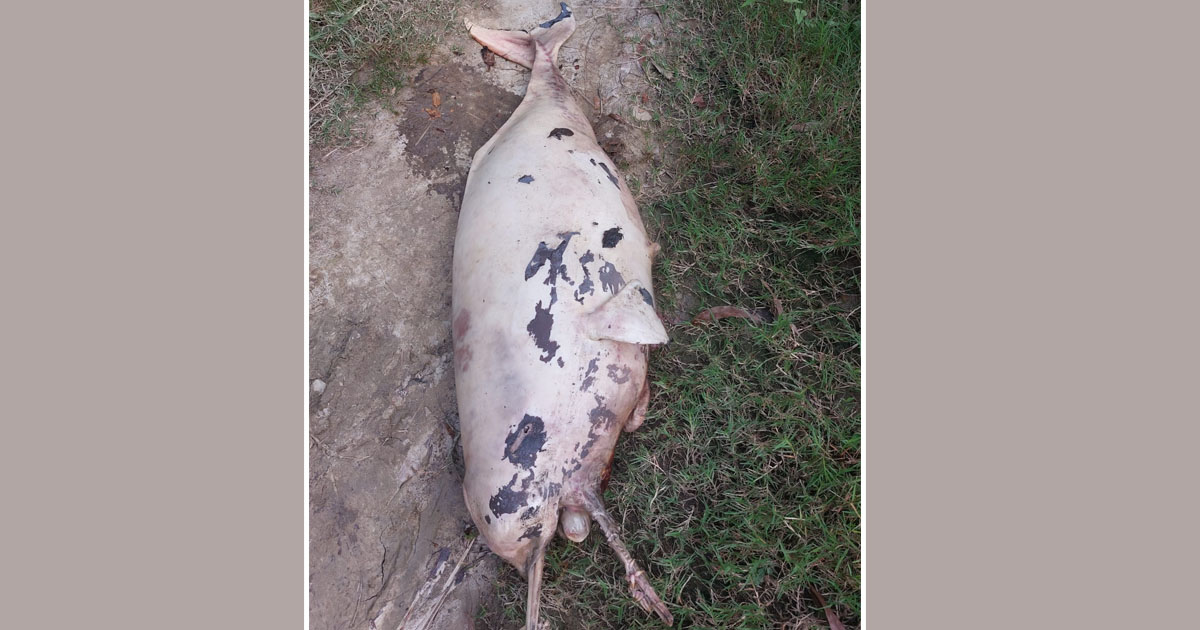 হালদা নদী থেকে মৃত ডলফিন উদ্ধার