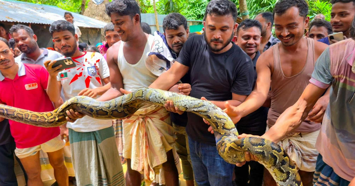 উখিয়ায় ১০ ফুট দৈর্ঘ্যের বার্মিজ অজগর উদ্ধার
