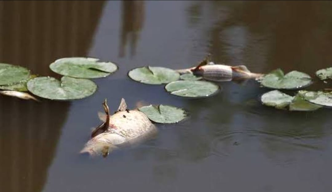 ফটিকছড়ির নদী-খালে বিষ প্রয়োগে মাছ নিধন, মৎস্য বিভাগ নীরব