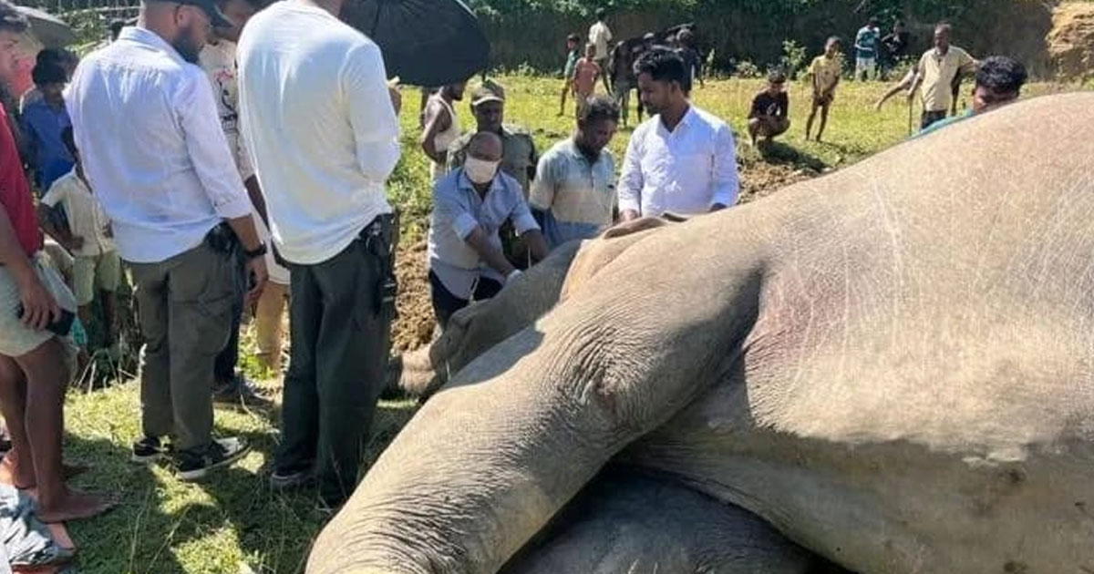 উখিয়ায় বন্যহাতির রহস্যজনক মৃত্যু