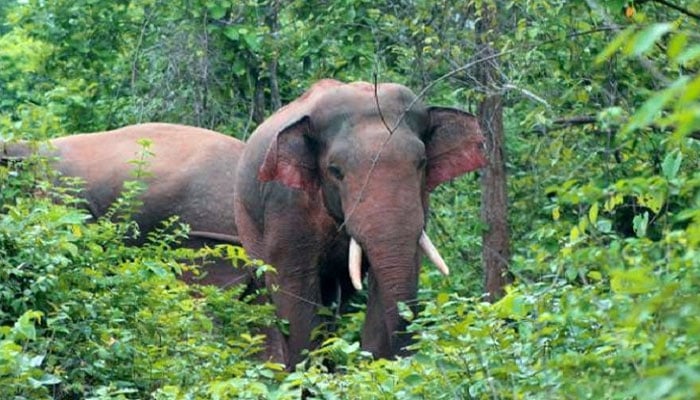 হাতির জন্য পাতা বৈদ্যুতিক ফাঁদে যুবকের মৃত্যু, আহত ২