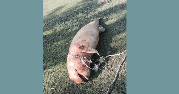 গুলিয়াখালী সৈকতে ভেসে এল মৃত ডলফিন