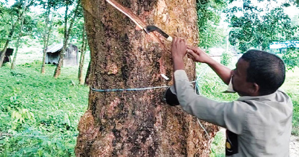 বোয়ালখালীর আমুচিয়ার রাবার বাগানের ১০ হাজার গাছে মিলছে রস
