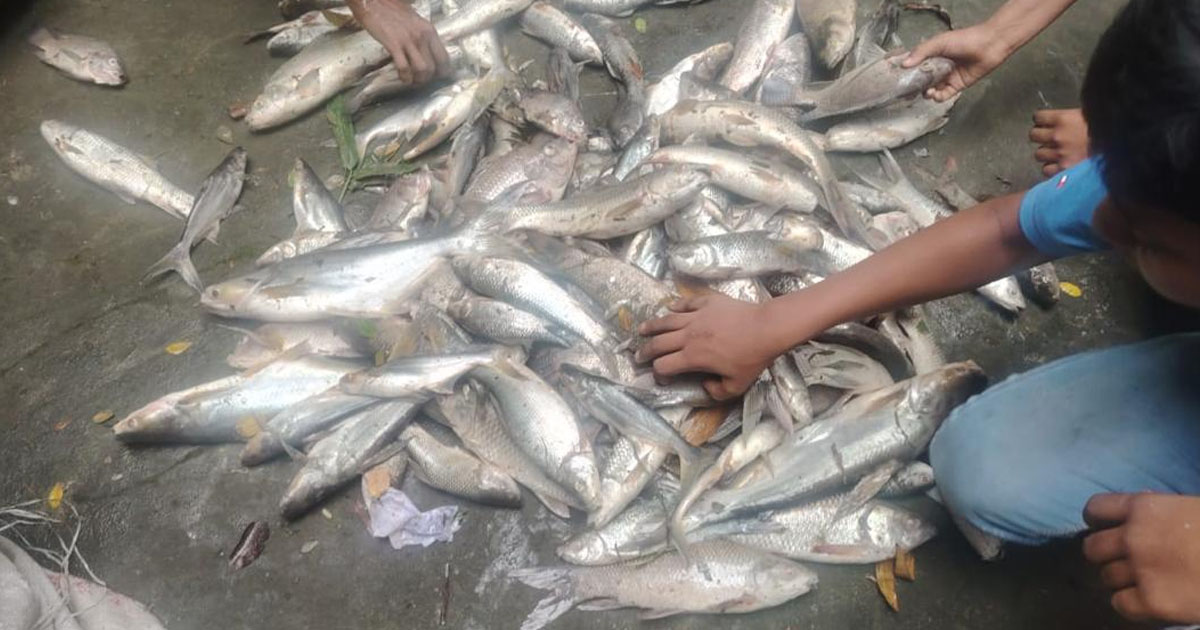 বোয়ালখালীতে পুকুরে বিষ দিয়ে মাছ নিধন, আড়াই লাখ টাকার ক্ষতি