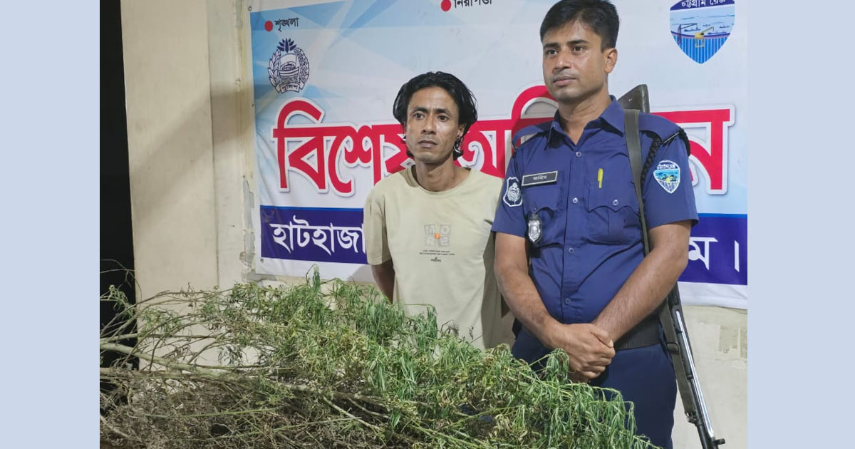 হাটহাজারীতে গাঁজা গাছসহ কারবারি আটক