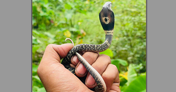 হাটহাজারীতে ৩১টি গোখরা সাপের বাচ্চা উদ্ধার