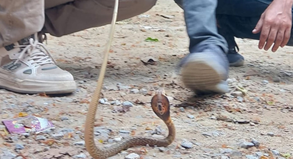 বোয়ালখালীতে বসতঘরে মিলল সাপের ২৭টি ডিমের খোসা