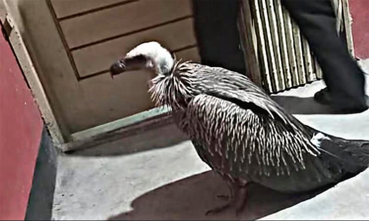 শীতে তাড়িত হিমালয়ান গৃধিনী শকুন সাতকানিয়ায় উদ্ধার