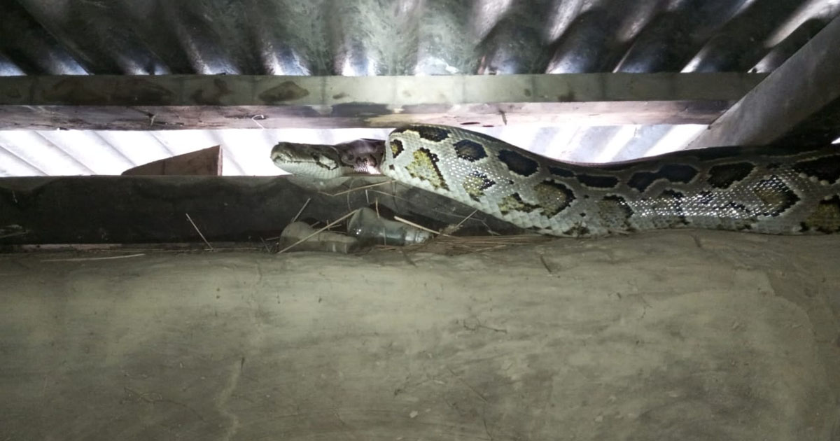 বোয়ালখালীতে মাটির ঘরের ছাদ থেকে অজগর উদ্ধার