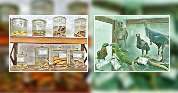 বয়ামে শুয়ে বাঘ-শাবক, ফণা তুলে আছে গোখরা