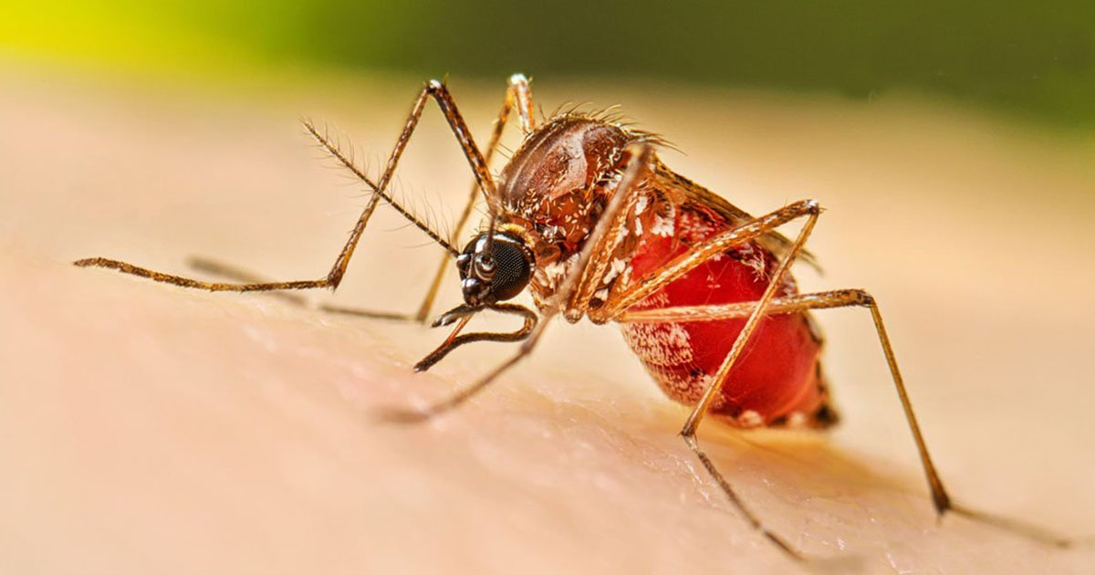 ডেঙ্গুতে ৩ জনের মৃত্যু, হাসপাতালে ভর্তি ৪১১