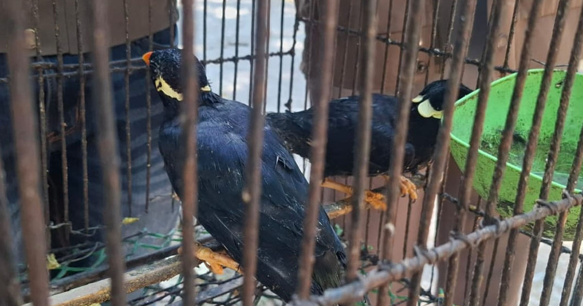 কাপ্তাইয়ে দুটি বিলুপ্ত ময়না পাখি উদ্ধার