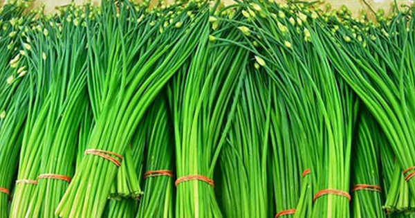 পুষ্টিতে ভরপুর পেঁয়াজ কলি