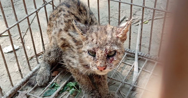 বোয়ালখালীতে বিপন্ন প্রজাতির মেছো বাঘ, আতঙ্কে এলাকাবাসী!