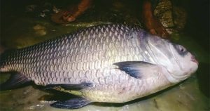 কর্ণফুলীতে ধরা পড়ল ২৩ কেজি ওজনের কাতলা মাছ