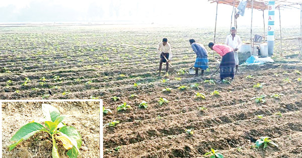 বোয়ালখালীতে ফসলি জমিতে তামাকের আগ্রাসন