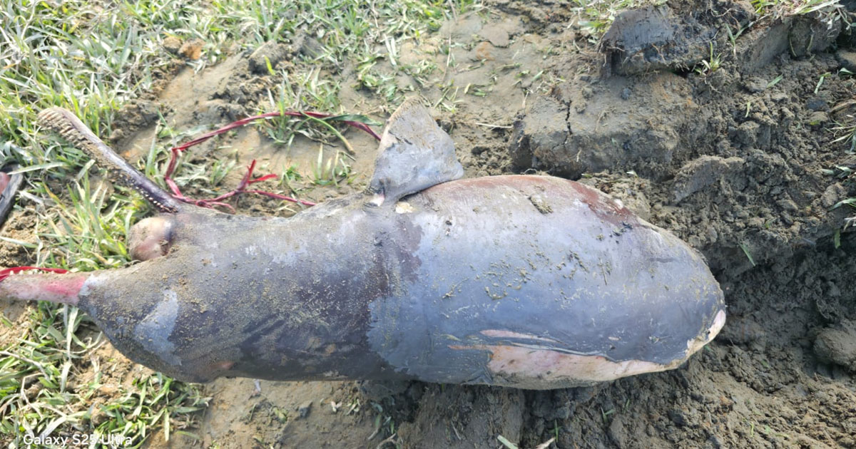 হালদা নদী থেকে মৃত ডলফিন উদ্ধার