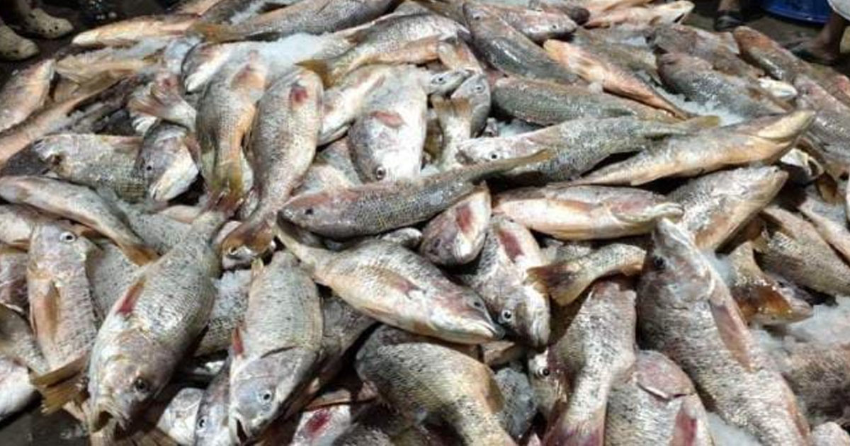 টেকনাফে এক জালে ধরা ১১০০ লাল কোরাল, বিক্রি হলো সাড়ে ২৩ লাখ টাকায়