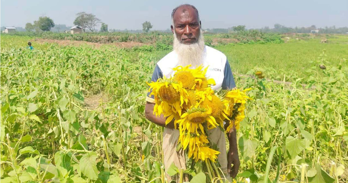 সাতকানিয়ায় রাতের আঁধারে সূর্যমুখী ফুলের বাগান কেটে দিয়েছে দুর্বৃত্তরা