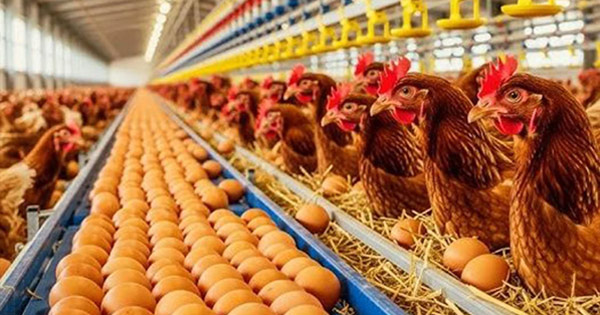 কেন বাংলাদেশের মুরগি-ডিমে সৌদির নিষেধাজ্ঞা!
