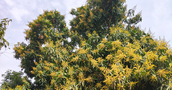 পাহাড়ে গাছে গাছে আমের মুকুল বাম্পার ফলনের আশা