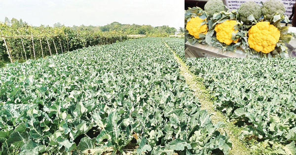 দোহাজারীতে ব্রকলি চাষে সফল কৃষকরা
