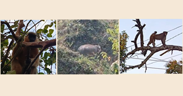 কাপ্তাই লোকালয়ে হাতি বানর ও হনুমানের তাণ্ডব বাড়ছে