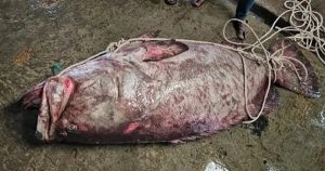 সেন্টমার্টিনে জেলের জালে ২০০ কেজির বোল মাছ, বিক্রি আড়াই লাখে