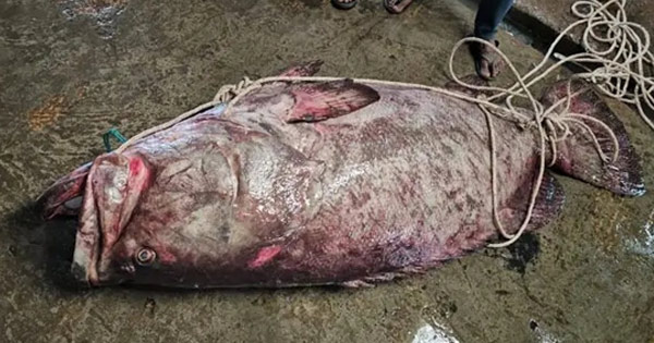 সেন্টমার্টিনে ২০০ কেজির বিশাল বোল মাছ, বিক্রি হলো আড়াই লাখ টাকায়