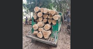 হাটহাজারীতে ৩ লাখ টাকার সেগুন ও আকাশমণি কাঠ জব্দ