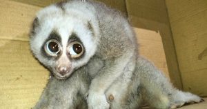 কাপ্তাইয়ে বৈদ্যুতিক তারে আহত বিরল প্রজাতির লজ্জাবতী বানর উদ্ধার