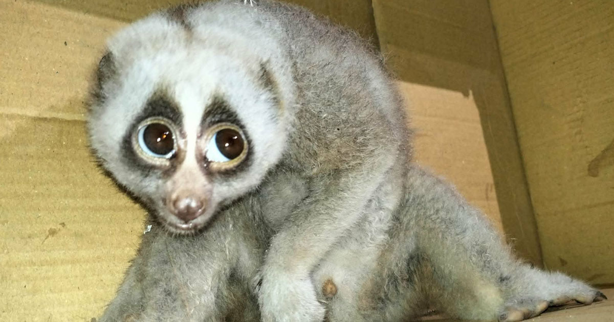 দৈনিক পূর্বকোণ - চট্টগ্রামের দৈনিক কাপ্তাইয়ে বৈদ্যুতিক তারে আহত বিরল প্রজাতির লজ্জাবতী বানর উদ্ধার