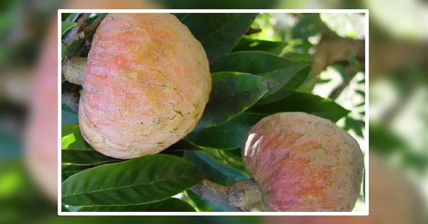 রক্তশূন্যতা দূর করে আতা