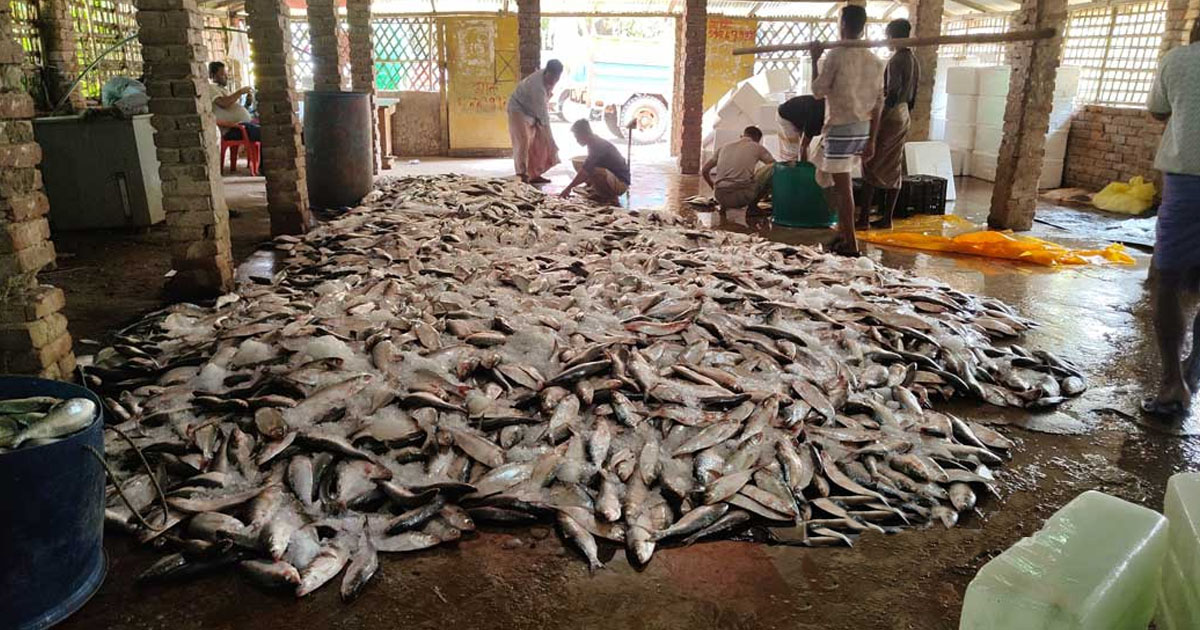 সাগরে এক টানেই ১০১ মণ ইলিশ, ৩৩ লাখ টাকায় বিক্রি