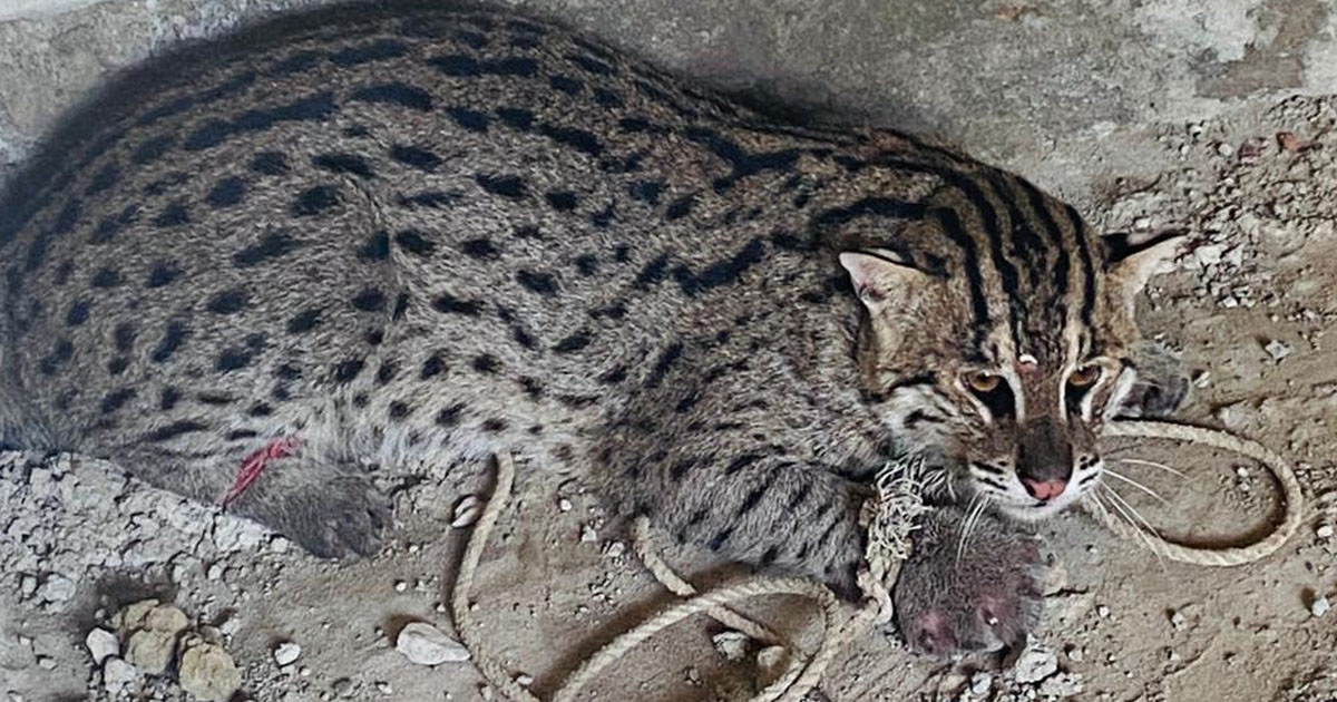 বোয়ালখালীতে মুরগির ঘরে আটকা পড়লো মেছো বাঘ