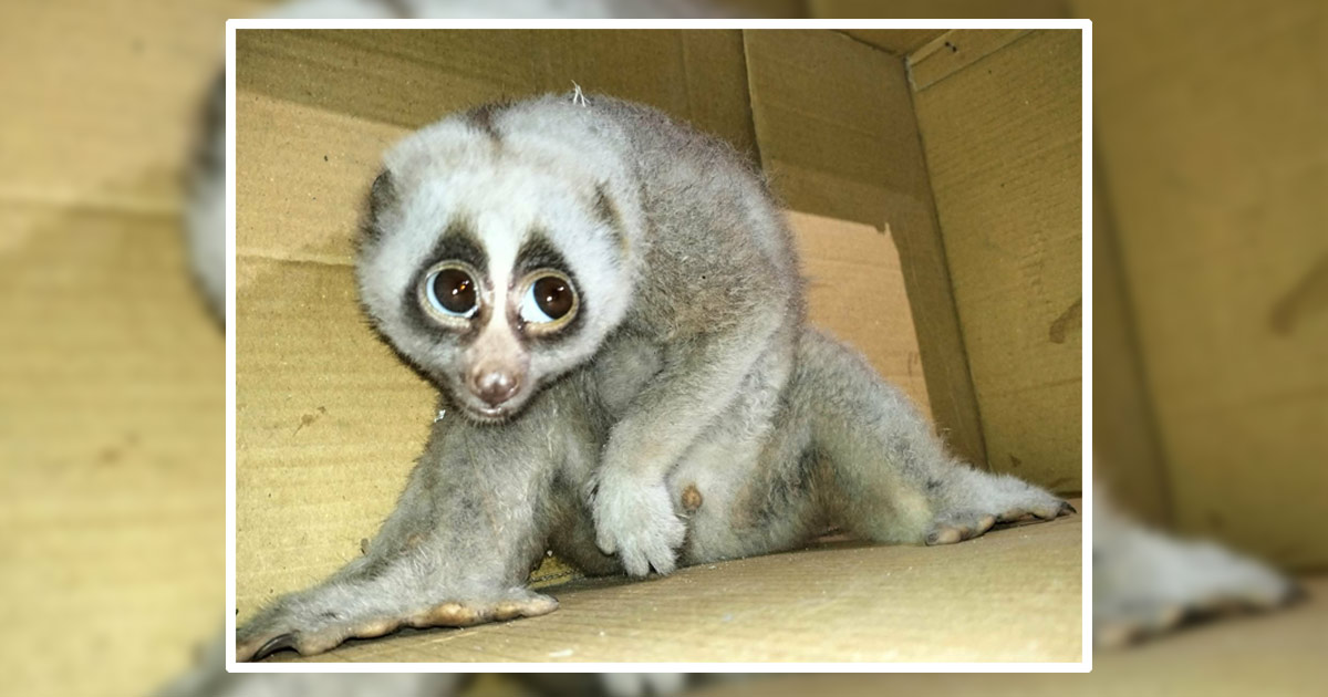 দৈনিক পূর্বকোণ - চট্টগ্রামের দৈনিক কাপ্তাইয়ে বিরল প্রজাতির লজ্জাবতী বানর উদ্ধার