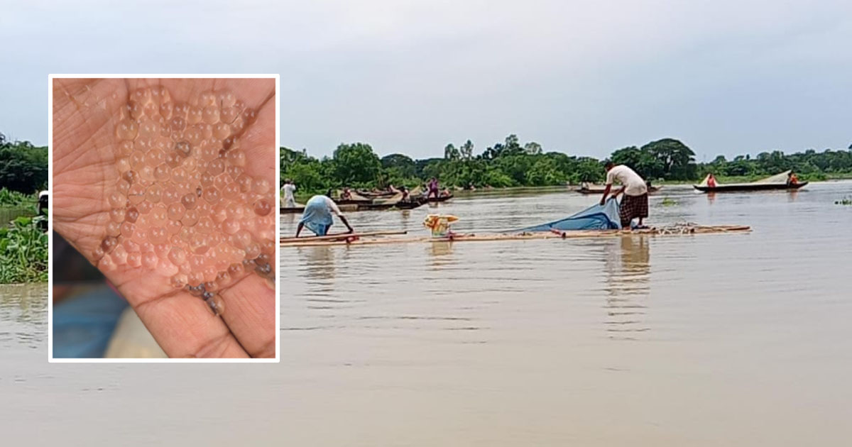 দৈনিক পূর্বকোণ - চট্টগ্রামের দৈনিক হালদা নদীতে নমুনা ডিম ছেড়েছে কার্প ও রুই জাতীয় মা-মাছ