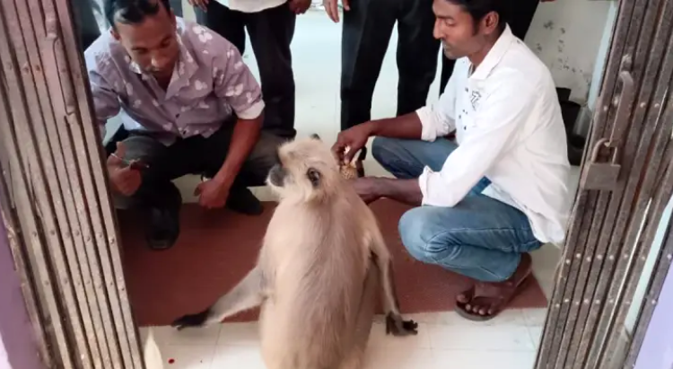 যশোরে চিকিৎসা নিতে পশু হাসপাতালে হাজির হনুমান!