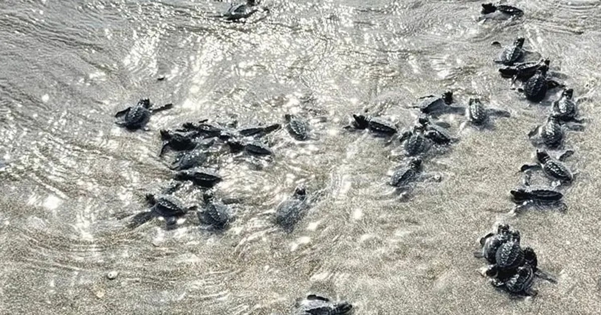 টেকনাফ সমুদ্র সৈকতে কচ্ছপের ৩১৪ বাচ্চা অবমুক্ত