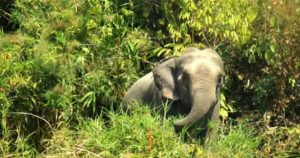 রামুতে বন্যহাতির তাণ্ডব: মা-শিশুকন্যার মর্মান্তিক মৃত্যু