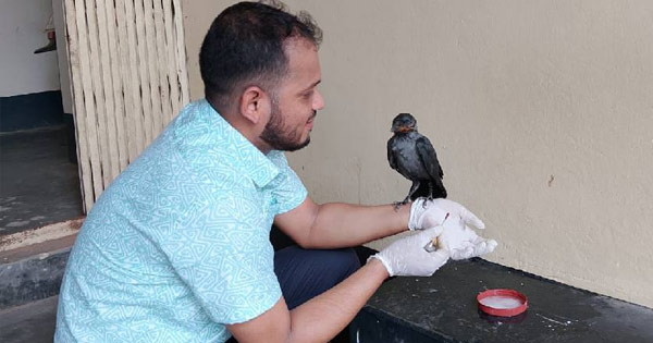 চিকিৎসার আশায় পশু হাসপাতালে হাজির অসুস্থ কাক!