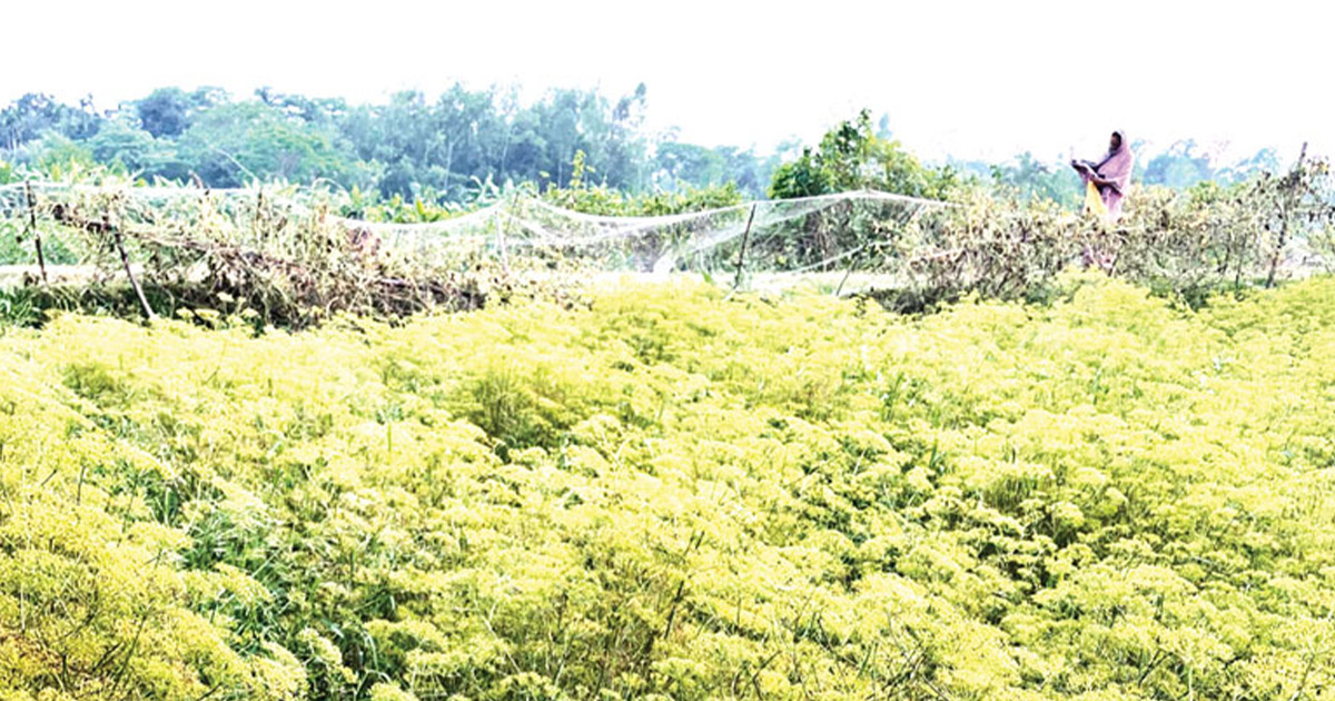 জিরা চাষ: বাতাসে মৃদু সুগন্ধ কৃষকদের চোখে নতুন স্বপ্ন