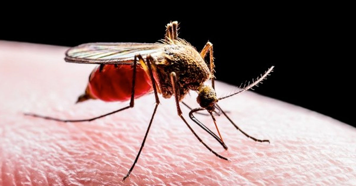 দৈনিক পূর্বকোণ - চট্টগ্রামের দৈনিক পাহাড়ে ম্যালেরিয়া কমলেও মৃত্যুঝুঁকি বাড়ছে চট্টগ্রামে!