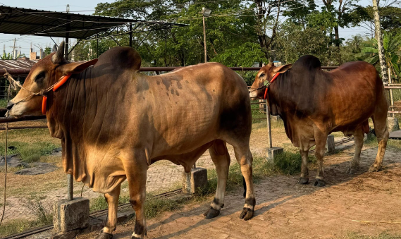 কক্সবাজারে চাহিদার চেয়ে বেশি ২৫ হাজার কোরবানির পশু, তবু স্বস্তিতে নেই খামারিরা