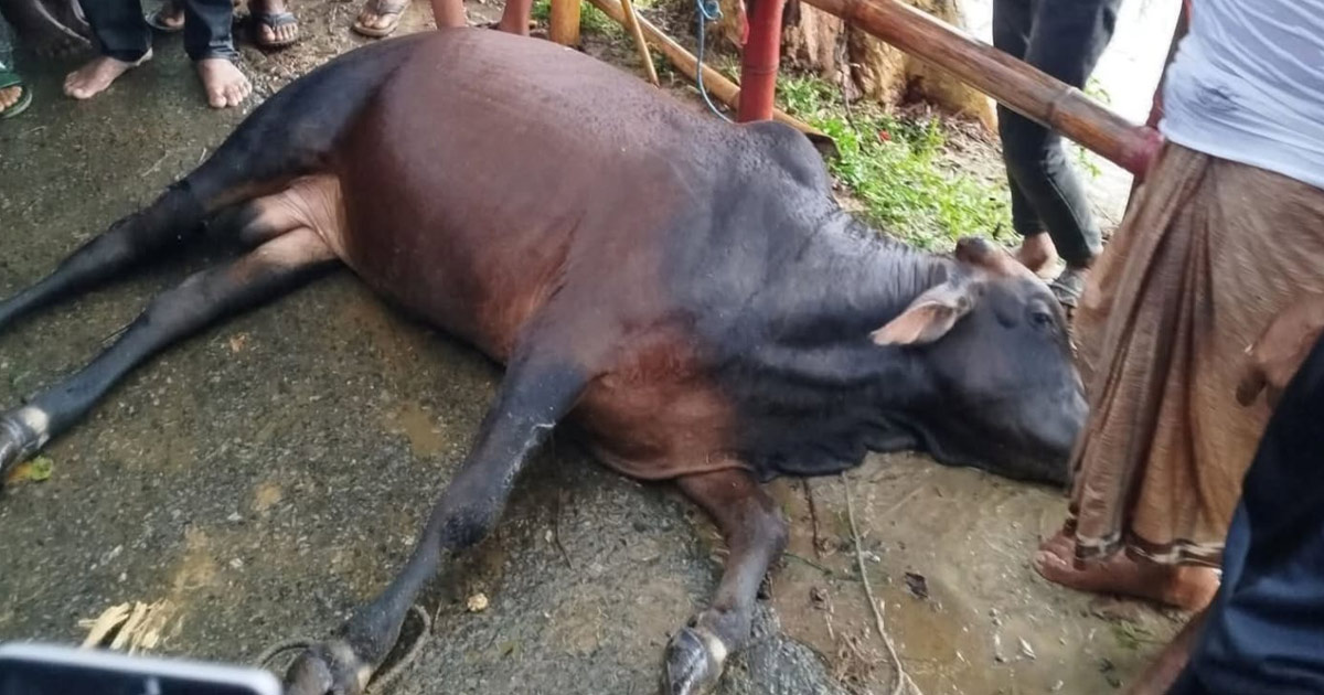 ফটিকছড়িতে বিক্রির জন্য হাটে আনা বজ্রপাতে গরুর মৃত্যু