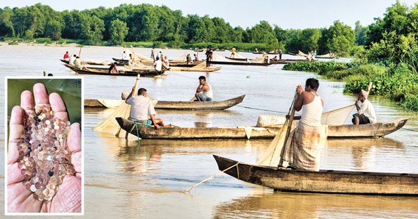 দুই কারণে প্রত্যাশিত ডিম মেলেনি