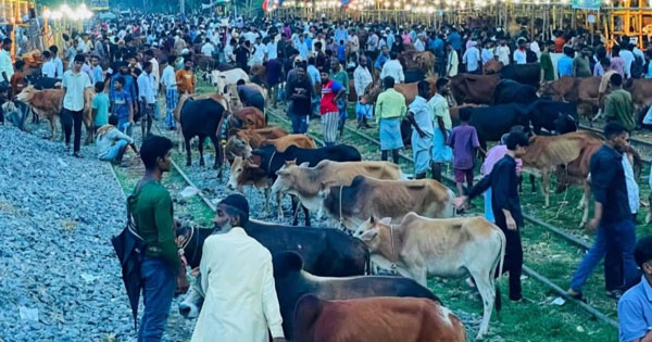 হাটহাজারীতে রেললাইনের উপর বসছে কোরবানির পশুর অবৈধ ঝুঁকিপূর্ণ হাট