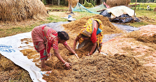ঝরে যাচ্ছে ধান, দুশ্চিন্তায় কৃষক